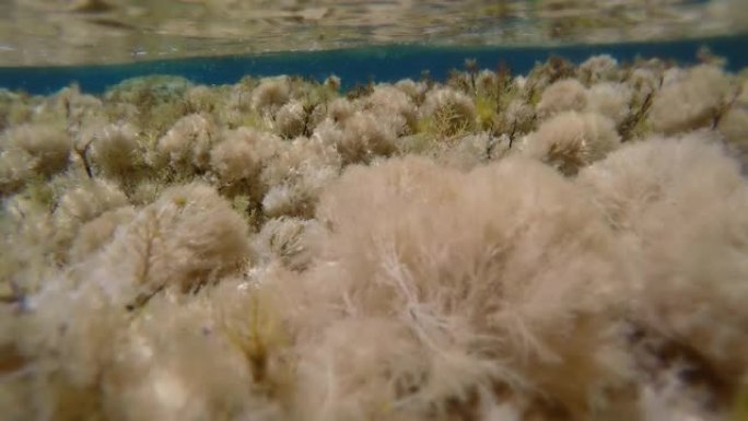 水下生命。珊瑚礁水底水草浮动特写