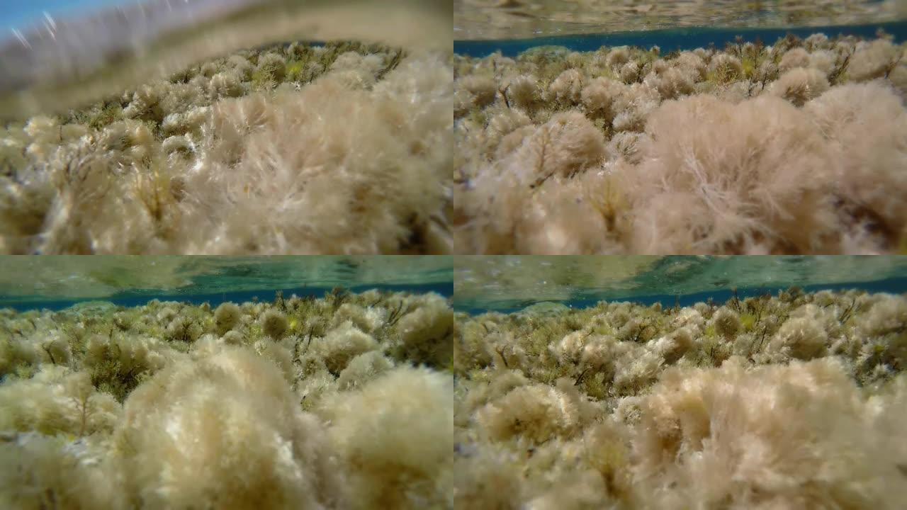 水下生命。珊瑚礁水底水草浮动特写