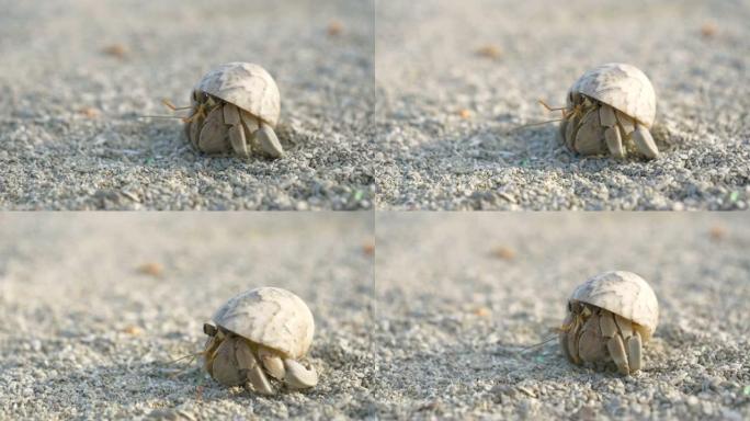宏观: 害羞的白色寄居蟹在探索岸边时躲进了它的壳。