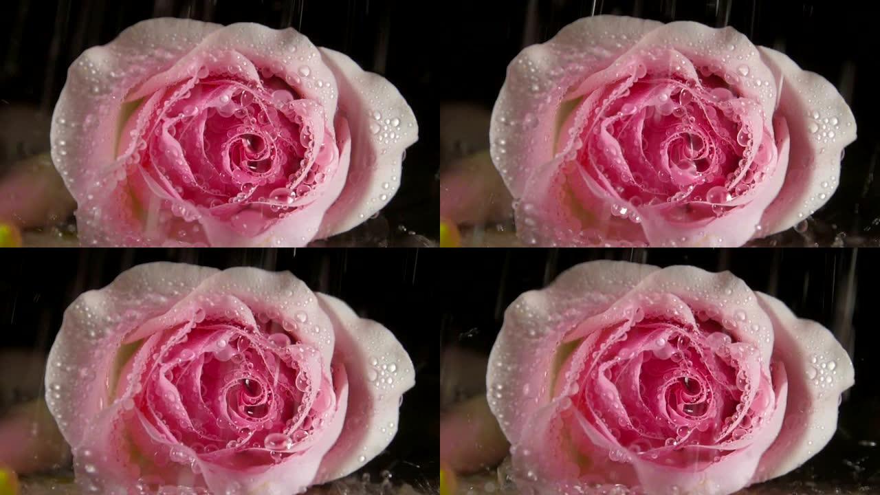 雨中玫瑰，特写玫瑰花