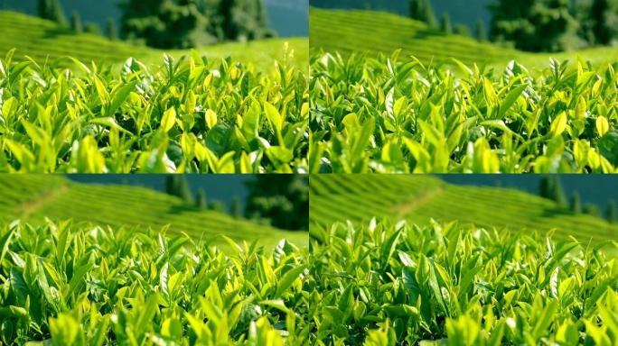 茶叶绿色生态茶叶种植自然生态