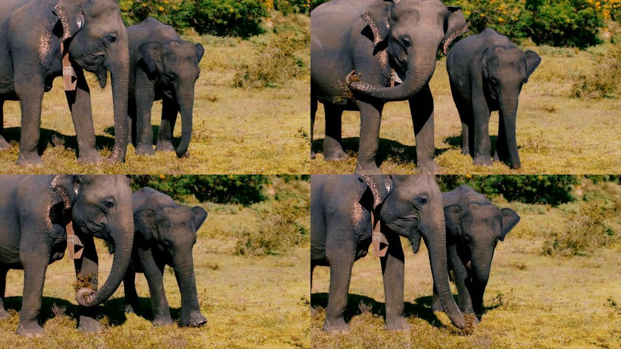 美丽可爱的图片，两只野象的家庭，母亲和婴儿，在夏天的稀树草原上和平地吃绿草