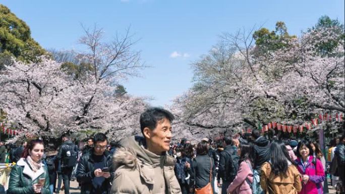 东京上野公园樱花节，延时4k。