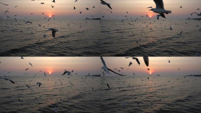 慢动作海鸥和日落视频素材