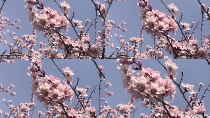 杏树 花朵 视频
