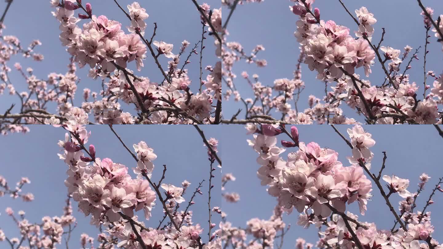 杏树 花朵 视频
