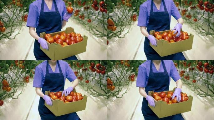 一个绿色工人手中装有红色西红柿的盒子。温室里的新鲜成熟西红柿。