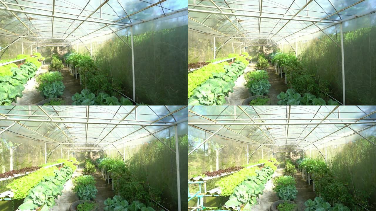 平移镜头: 种植园中的水培蔬菜