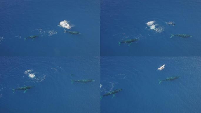 鲸鱼一起游泳鲸鱼素材蓝鲸鲸鱼出水
