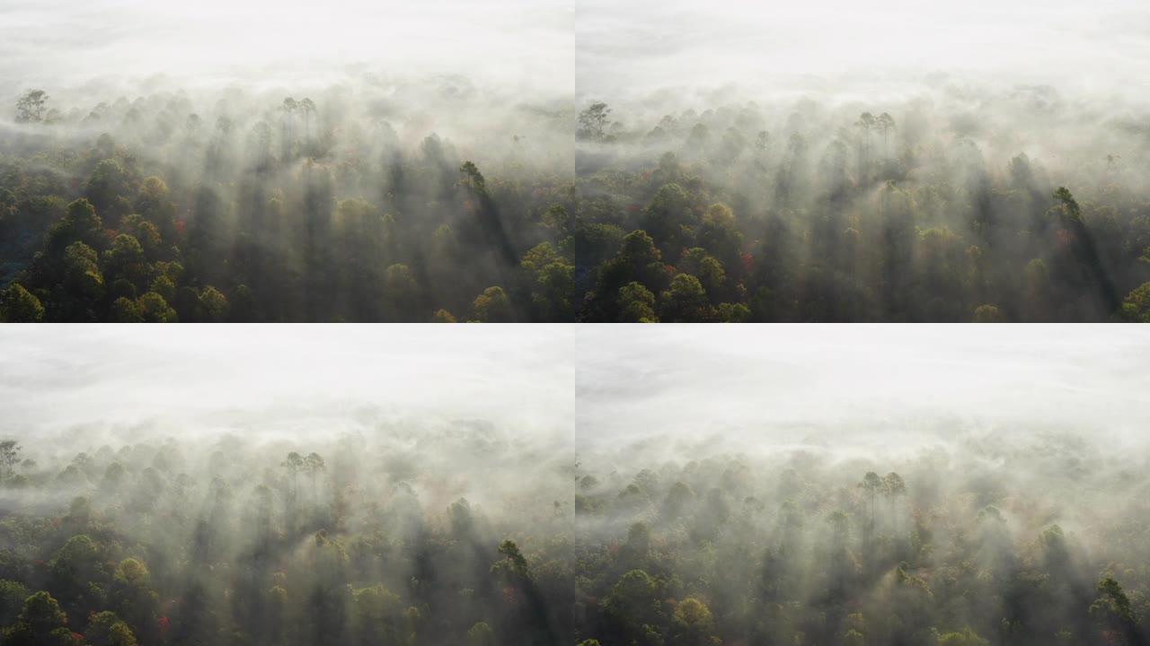 鸟瞰图早上有雾晨雾美景雾气朦胧雾中世界