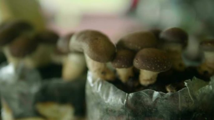 园艺蘑菇种植菌类培养
