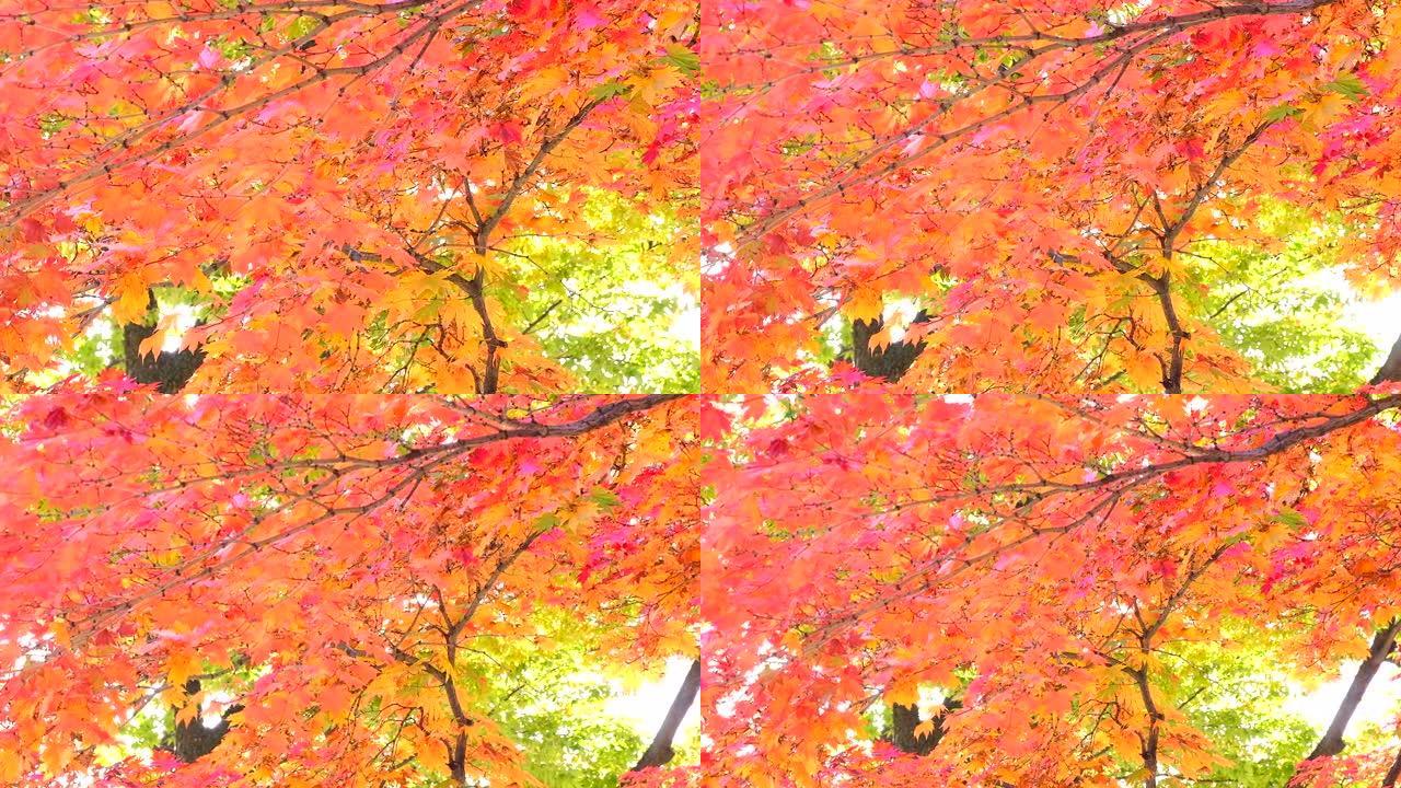 秋叶秋林自然景色秋天叶子摇曳特写实拍素材