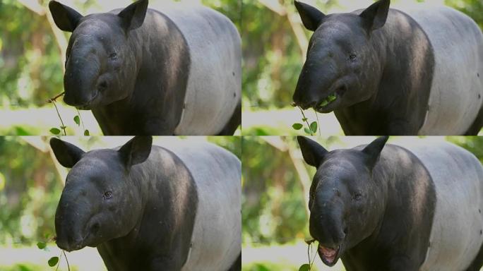 Tapir吃叶海马河马吃草