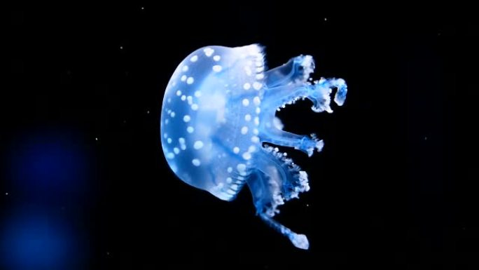 水母触角游动海底世界
