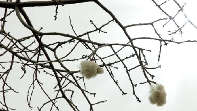 白色天空上的白色丝棉树。