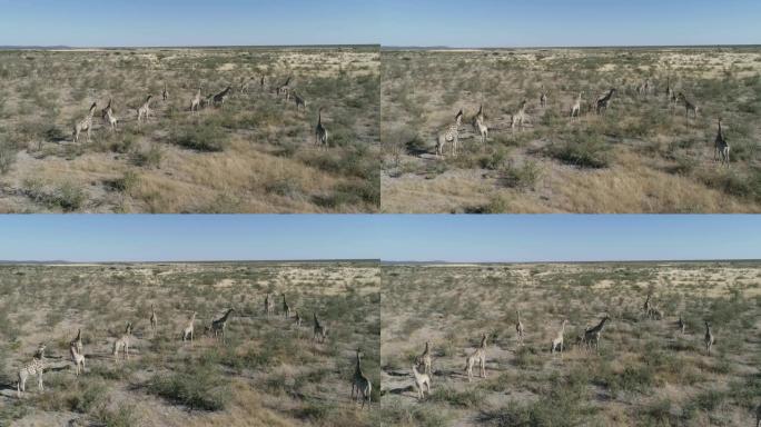 4k空中俯瞰一群长颈鹿和他们的孩子在纳米比亚北部的稀树草原上散步