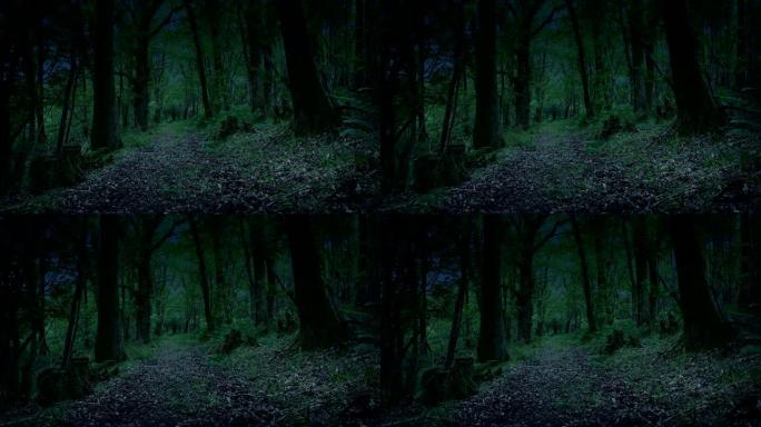 黄昏时穿过树林的令人毛骨悚然的路径