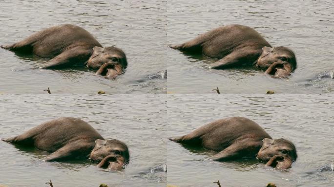 斯里兰卡躺在水中的大象女士
