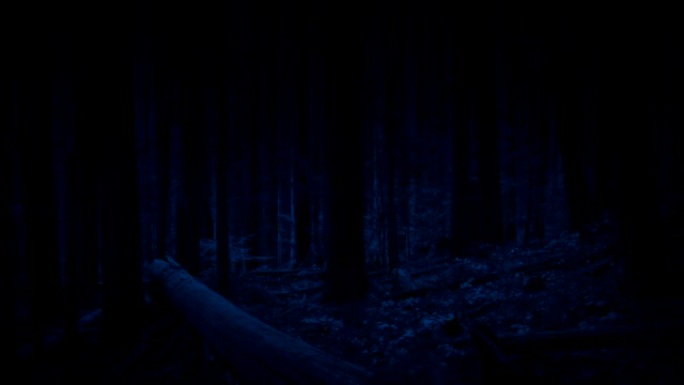 晚上在树林里移动