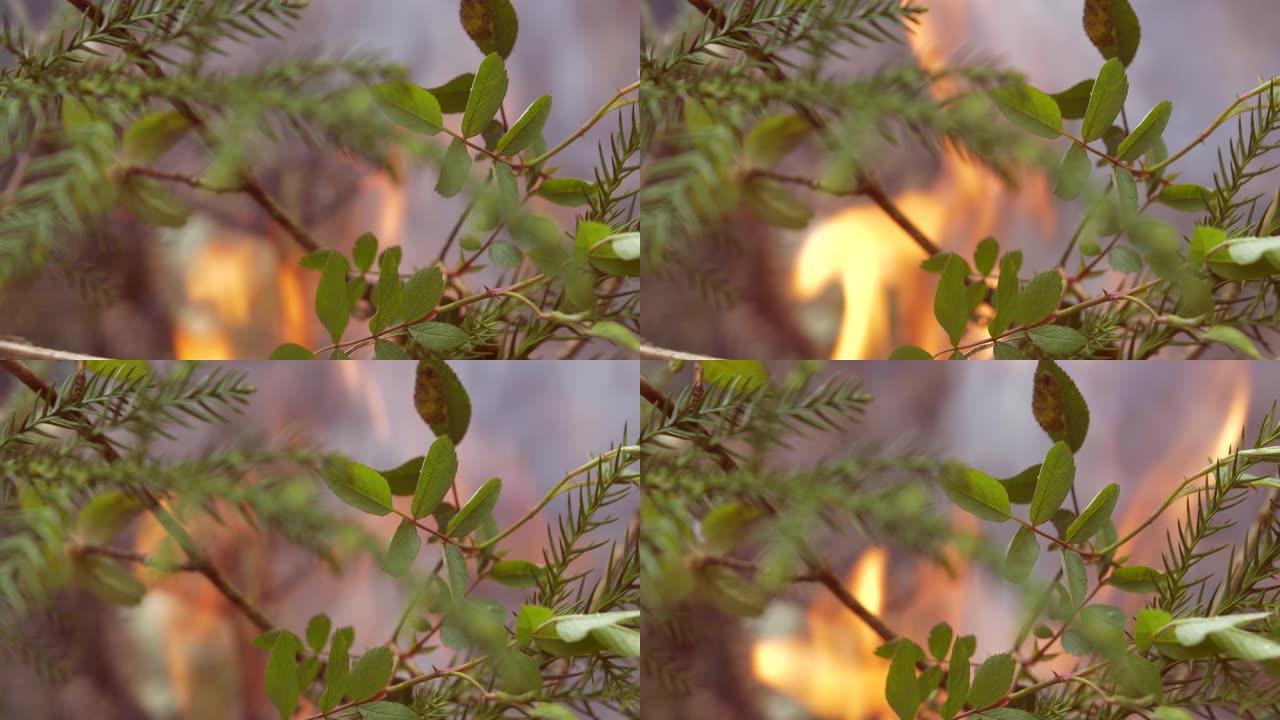 森林大火失火大火烈火