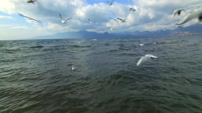 海鸥群在海上飞行