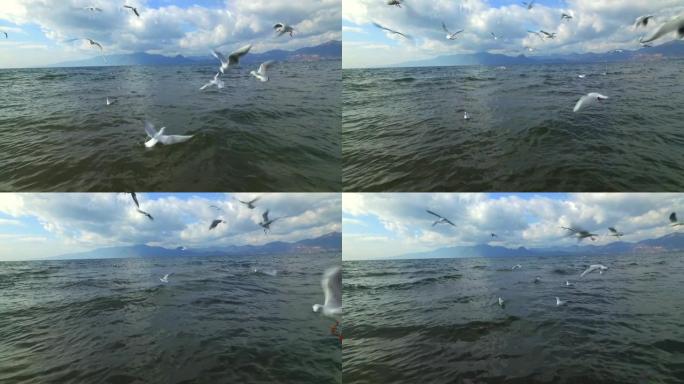 海鸥群在海上飞行