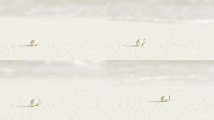铜沙蟹从贝壳中冒出来，在马尔代夫白色沙滩上乱窜