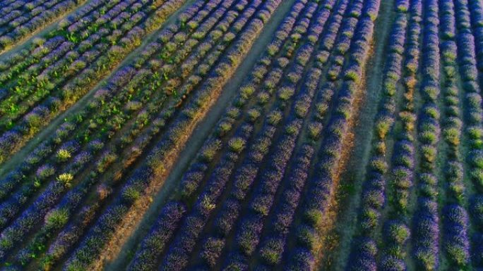 在晴朗的晴天和晴朗的蓝天下，空中电影无人机可以看到彩色薰衣草田。盛开的紫色花朵。农村的俯视图。