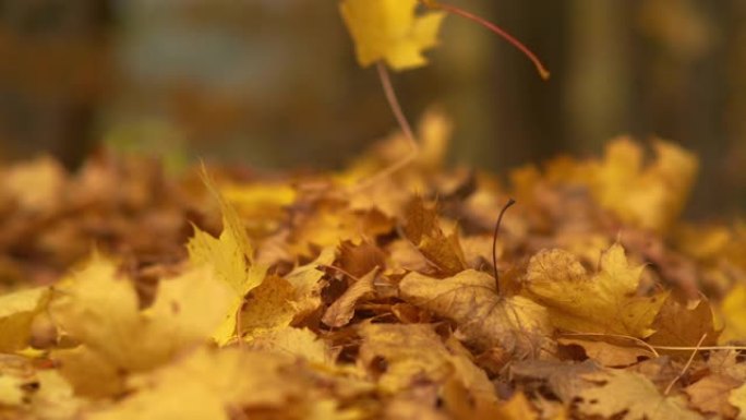 关闭，dop: 干燥的树叶落在一堆其他秋天的彩色叶子上。