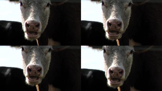 牛吃干草。农村农业牦牛黄牛水牛养殖奶牛