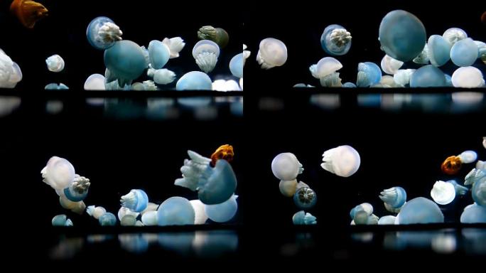 水母游泳海底世界