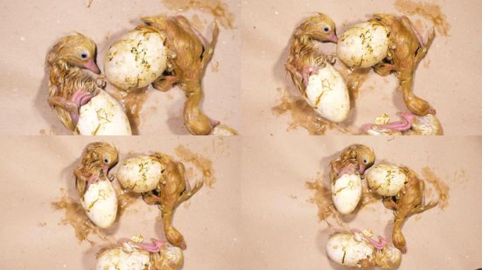 小鸡出生，试图从蛋壳中脱出。4K。