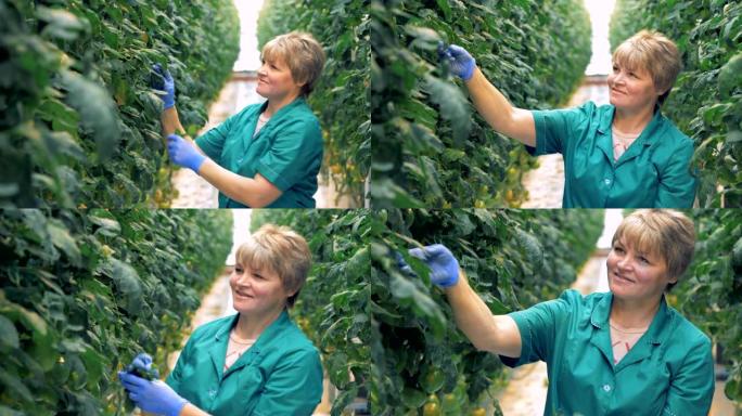 微笑女士所持番茄植物的检查过程。现代农业理念。
