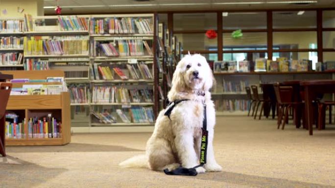 坐在公共图书馆的治疗犬