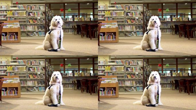 坐在公共图书馆的治疗犬