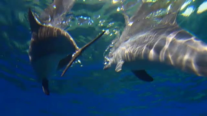 海豚游泳海底鲸鱼鲸鱼跟拍鲸鱼跟踪