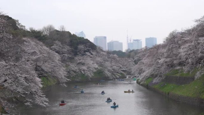 人们在日本庆祝樱花盛开