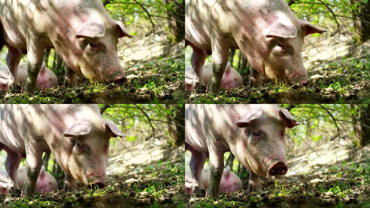 在农场，在围场里，一群猪 (粉红色，棕色) 在不同的方向玩耍和奔跑，