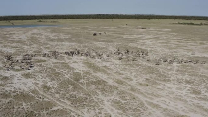 在博茨瓦纳的Makgadikgadi平底锅中，一群骑马者骑行经过一大群斑马和牛羚的鸟瞰图