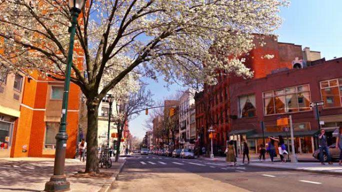 美国纽约时尚区的樱花盛开