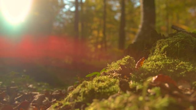 特写: 秋天的阳光照在覆盖着苔藓和树叶的森林地面上。
