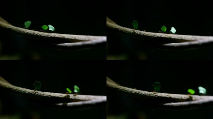 切叶蚁(Atta sp.)沿着一根树枝携带树叶的慢动作镜头，厄瓜多尔热带雨林。小工人们骑在树叶上。