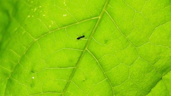 一只黑蚂蚁在叶子上行走的特写镜头，4k