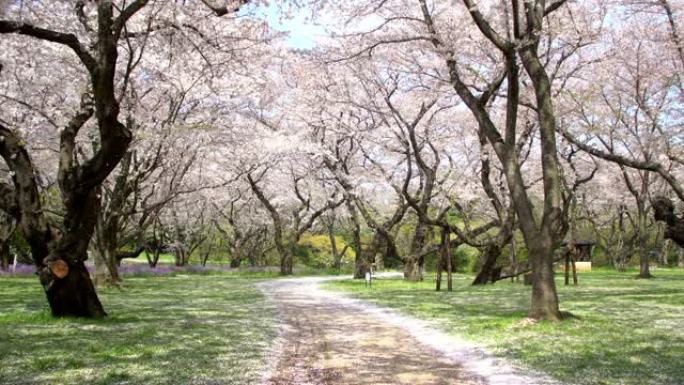 樱花树下的人行道是日本浪漫的气氛