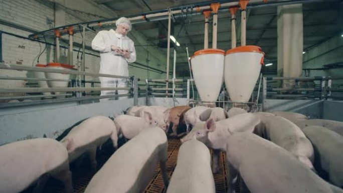 农场工人正在看着幼猪被喂食