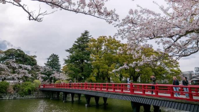 樱花盛开的日本红桥的时光流逝