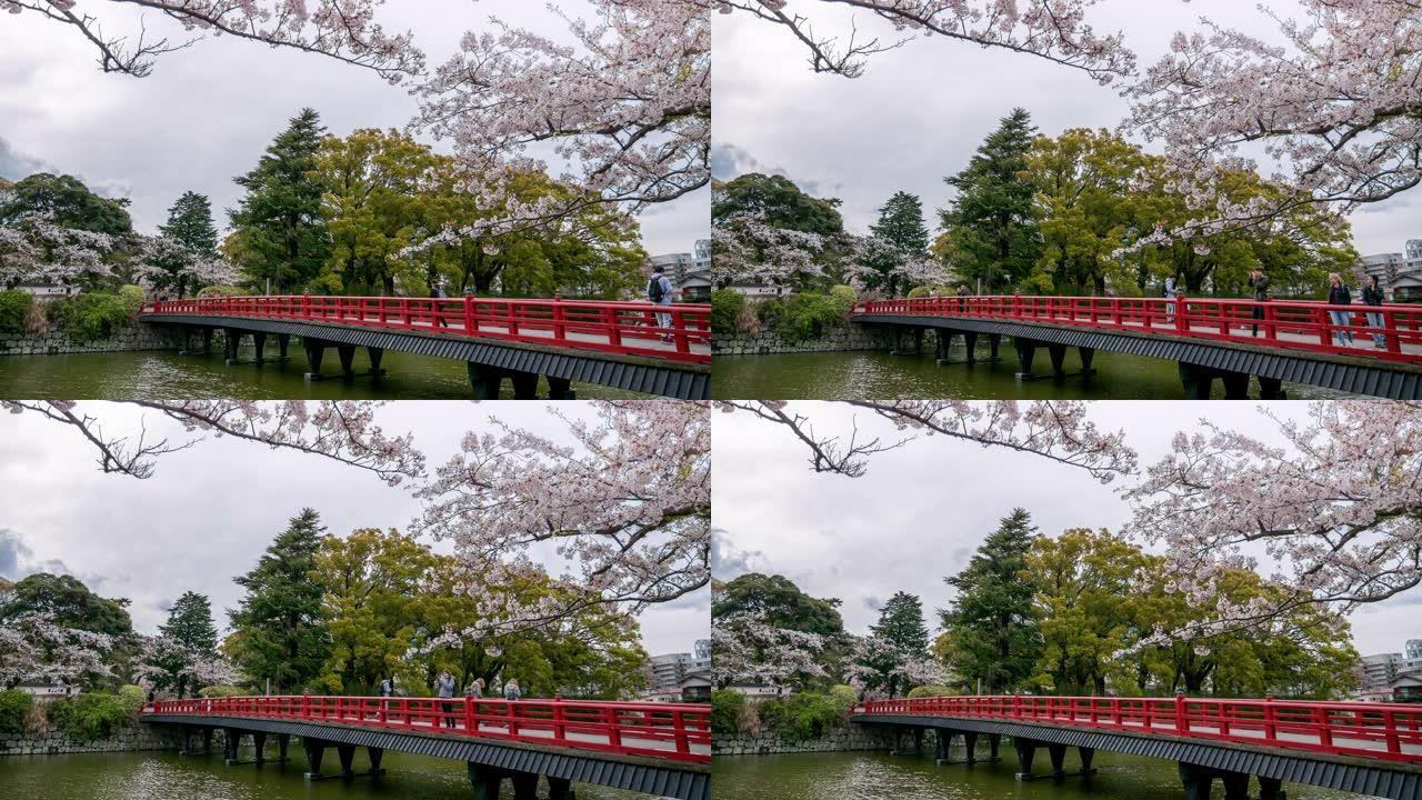 樱花盛开的日本红桥的时光流逝