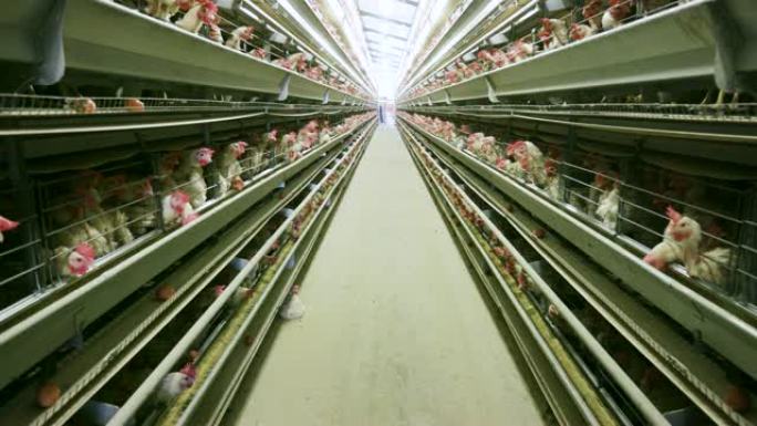 大型电池鸡蛋生产农场的4k视图