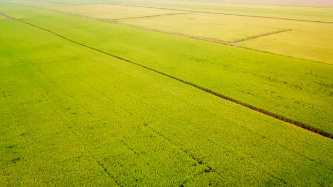 黎明时的稻田航拍大片农田中国稻谷农业