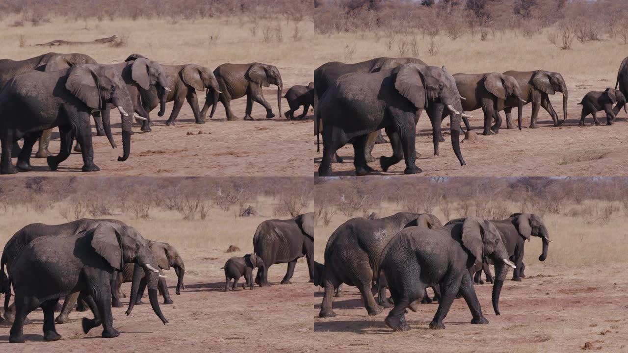 4k近景，一群大象饮酒后离开水坑，津巴布韦万基国家公园